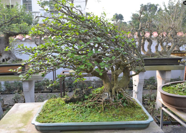 Penjing tree masterpiece in haikou hainan china