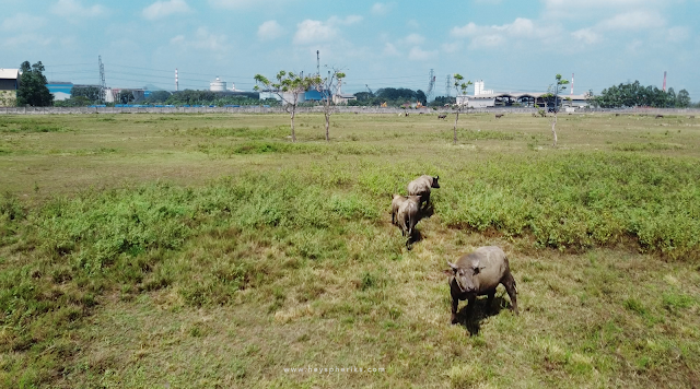 Africa Van Cilegon