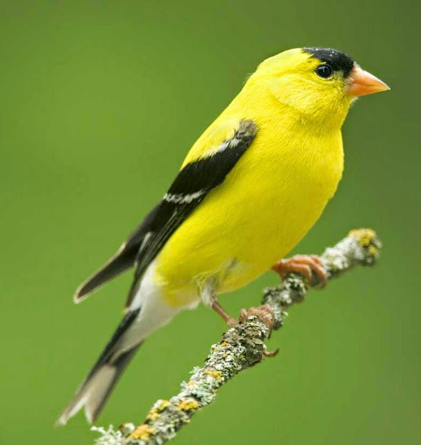 Suara burung american goldfinch