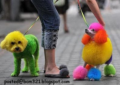 colourful dogs