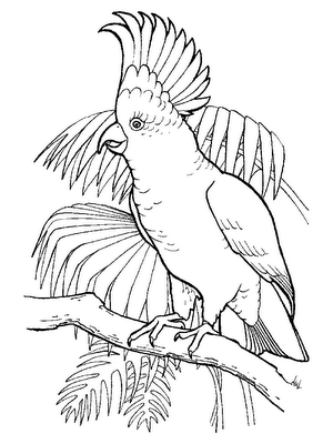 Dibujo de Cacatua para colorear