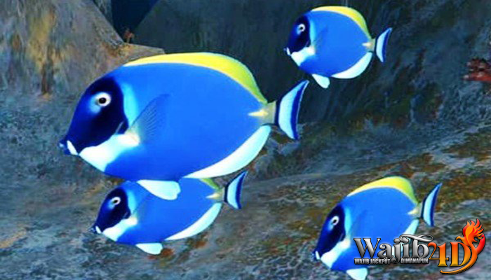 Memahami Lebih Dalam Tentang Ikan Blue Tang