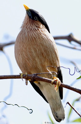 "Brahminy Starling - resident,perched on a branch."