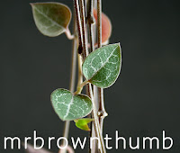 String of hearts leaf