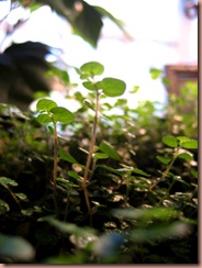 myplants4