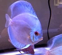 Tropical Fish