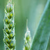 Agriculture for men