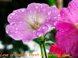 Love is always fresh as morning dew