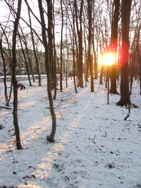 Bremweide: sneeuw