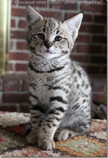 f1 Savannah kitten Focus