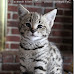 f2 savannah cat pics