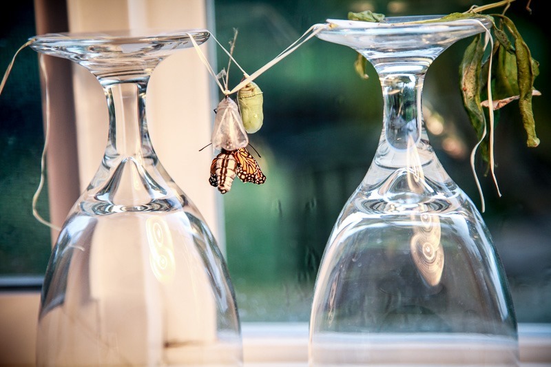 monarch butterfly life cycle-2