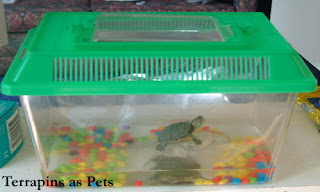 Home Pet Terrapin