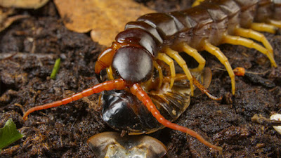Giant Centipede" The world’s largest species of centipede