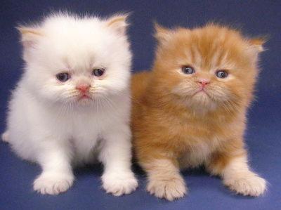 ... AND AMAZING: Koleksi Kucing Persia yang Imut, Cut d