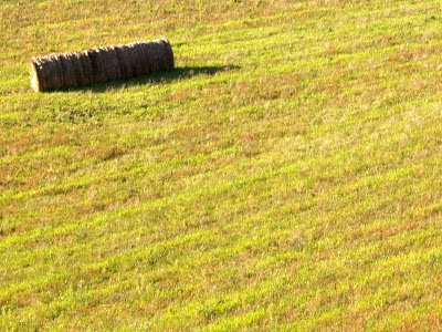 Campo di grano in autunno