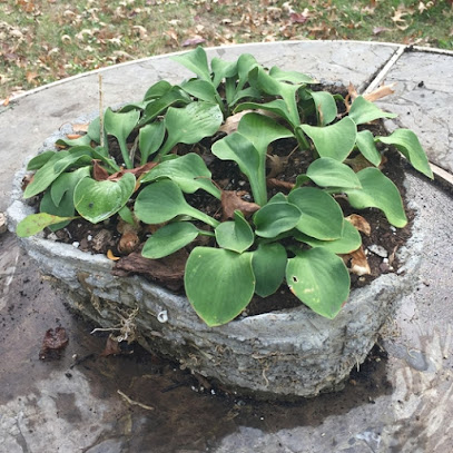 Blue Mouse Ears hosta in Hypertufa Pot