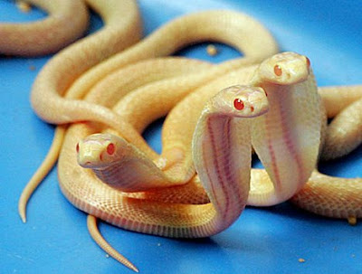 35 Ghosts of Nature - Albino Animals of the Wild