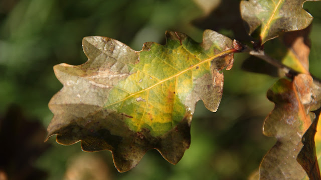 Feuilles de chênes aux couleurs de Noël