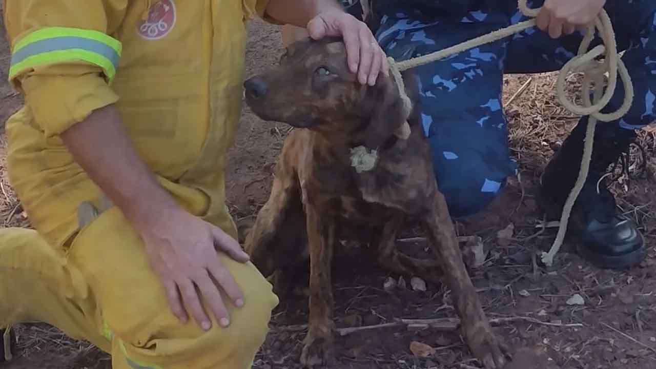 Cachorro resgatado por bombeiros após queda de barranco de 12 metros em São Manuel