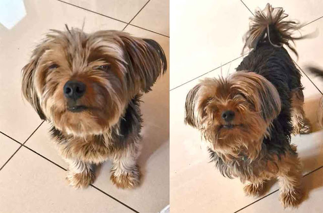 Hulk & Angel Yorkshire Terrier Males