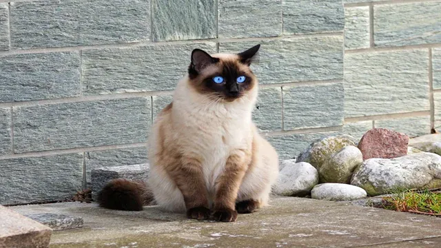 pics of siamese cats, images of siamese cats, siamese cat images, pictures of siamese cats