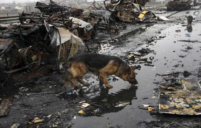Shelter animals are also suffering as a result of the conflict in Ukraine. Volunteers at a shelter outside Kyiv, Ukraine's capital, discovered more than 250 malnourished dogs who had gone weeks without food or water, as well as more than 300 who had starved to death.