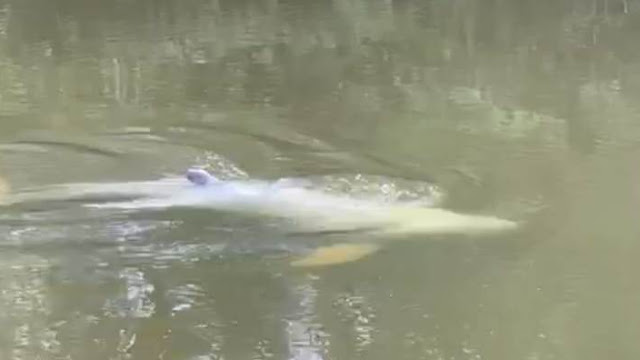 Viral, Ikan Pesut Muncul di Sungai Segati Langgam Pelalawan