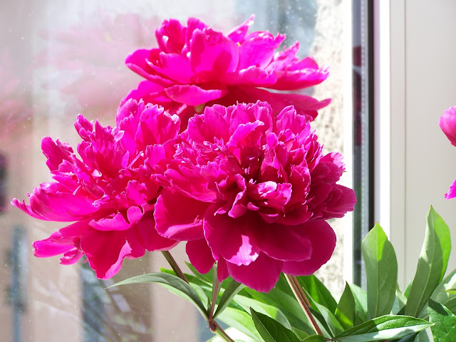 peony flower