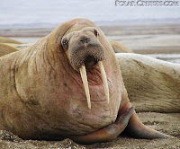 A walrus with big tusks