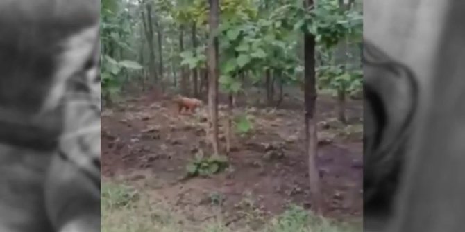 Viral Video Harimau Loreng Diduga di Lereng Gunung Wilis, Ini Fakta di Baliknya