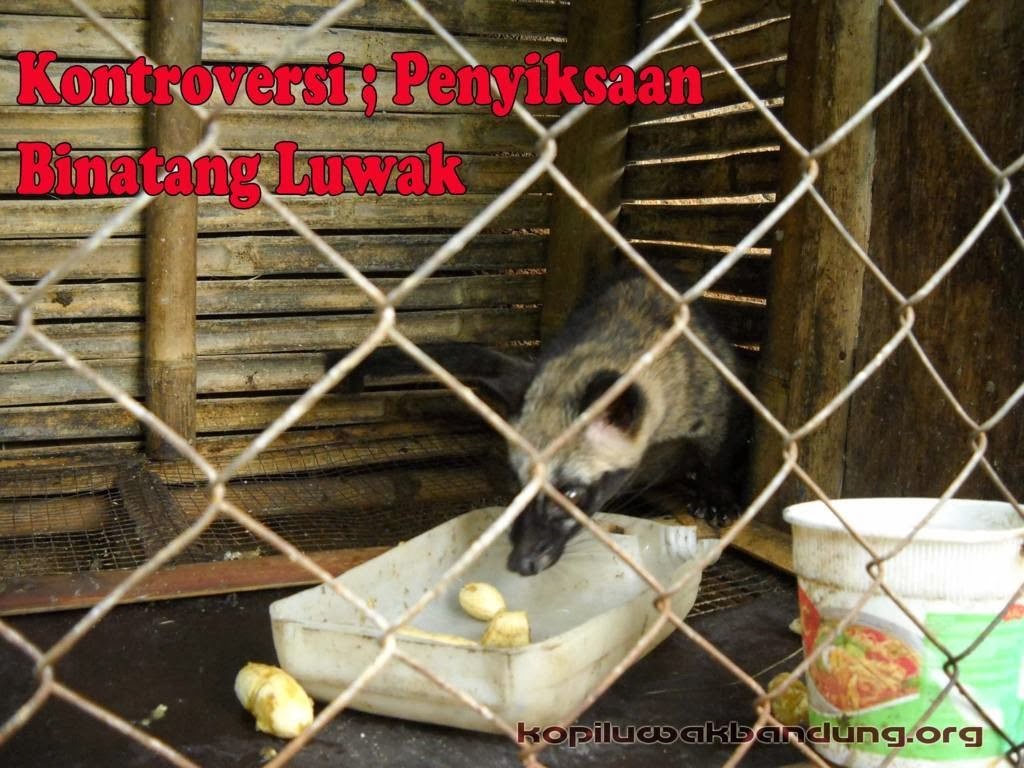 Penyiksaan Hewan  Luwak  Hoax