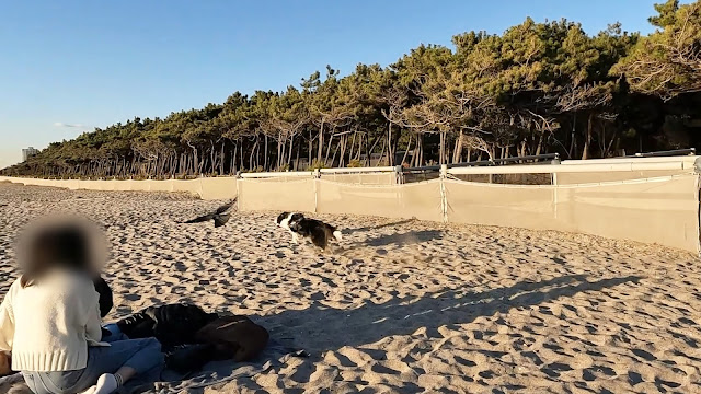 保護犬 ボーダーコリー トーマ