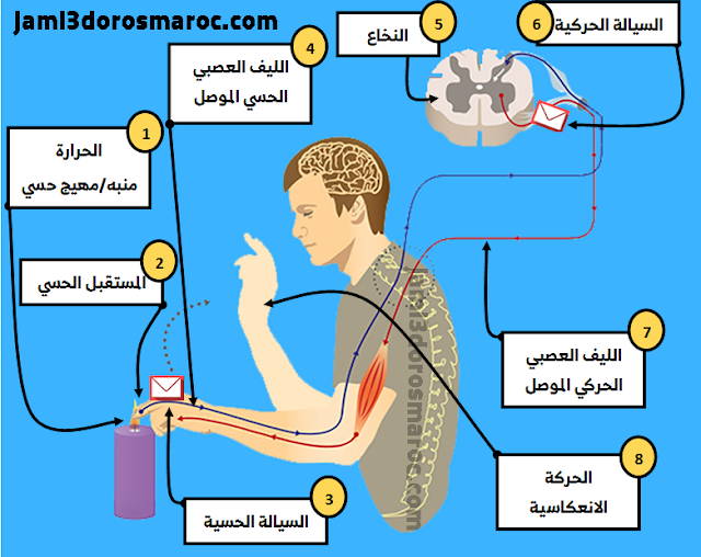 كيفية عمل الحركات الانعكاسية