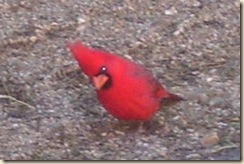 cardinal cu 1-29-2009 9-28-17 AM 341x227