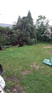 A distant look at a large spruce tree blown over by the storm.