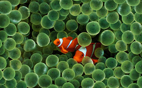 http://www.thefisheriesblog.com/2013/08/finding-nemo-lied-to-your-kids-and-they.html