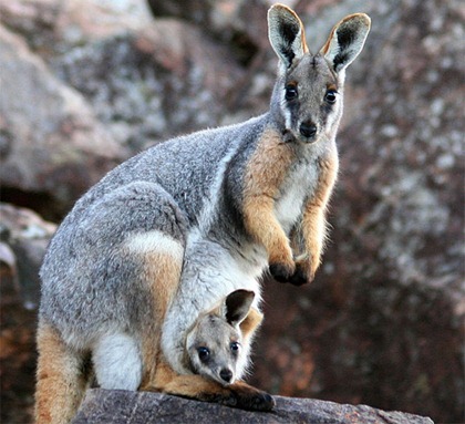 KANGAROO AND JOEY