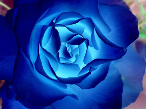  Rose on Flowers  Flowers Roses Blue  Lue Rose