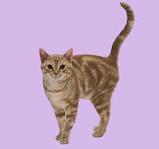 American Shorthair Cat Breed