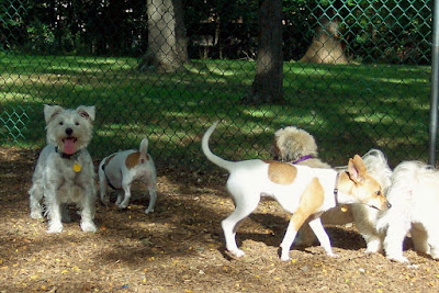 A visit to the Bark Park