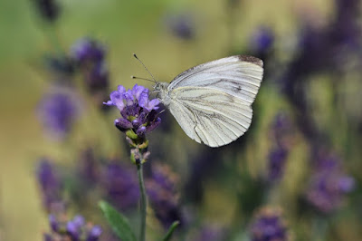 Lavender Nurturing