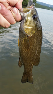 potomac smallmouth