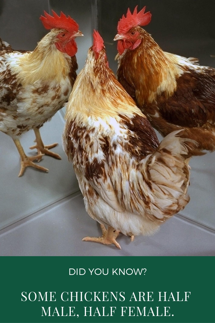 Amazing and weird fact about chickens