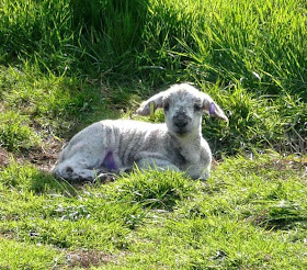 White face at around 14 days old, enjoying the sunshine at the HenSafe Smallholding