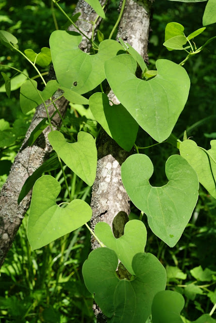 Кирказон скрученный / Аристолохия скрученная (Aristolochia contorta)