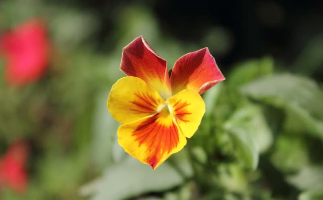 Pansy Flowers Pictures