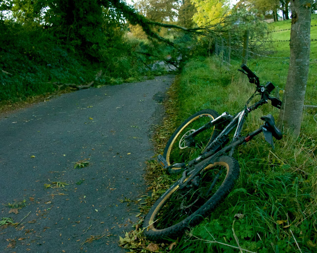 fallen tree cycling