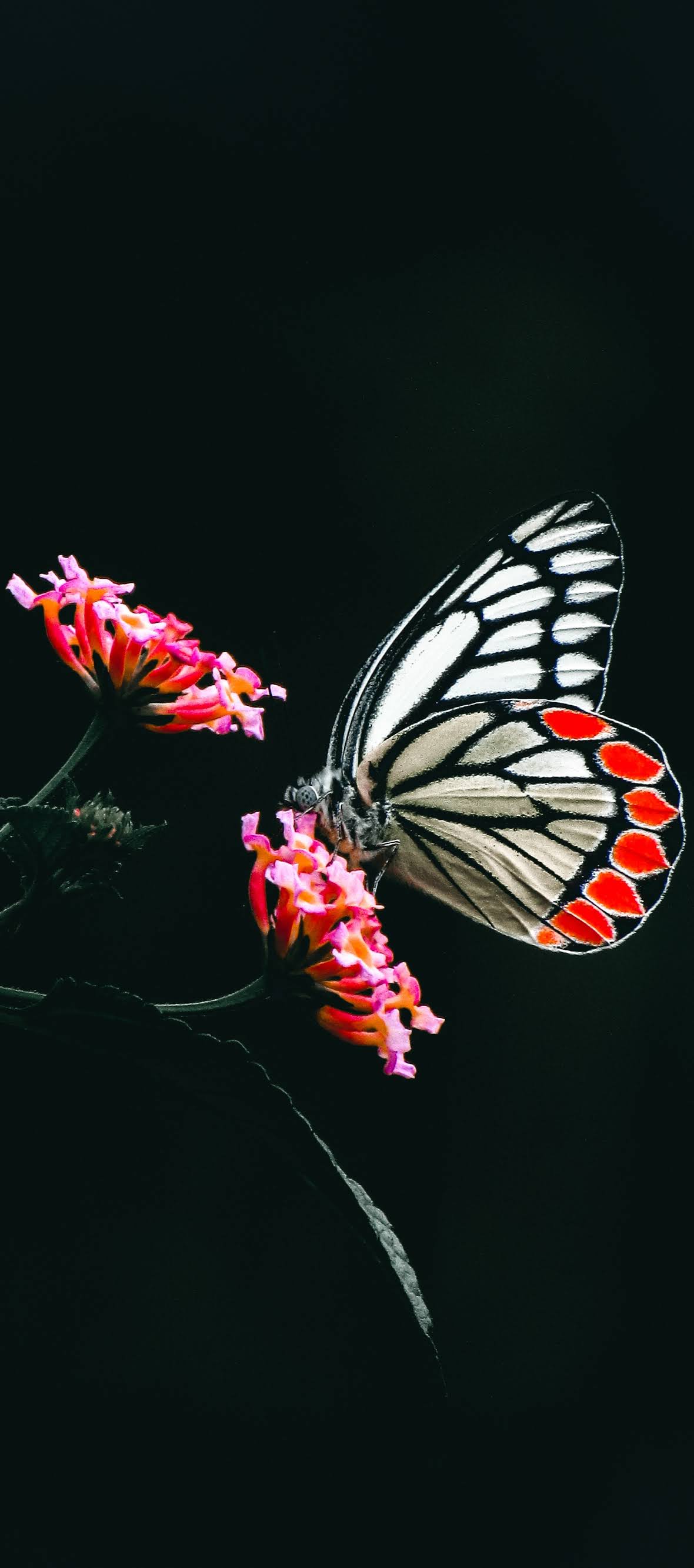 A butterfly pollinating a flower.