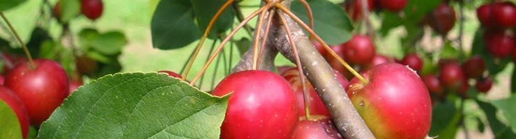  Fruit Bushes for Sale - Buy Your Fruit Tree bushes at a Great Price